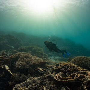 Woman diver under green-tinted sunburst above leaf corals, Komodo, Indonesia