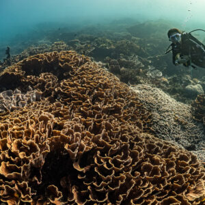 Woman diver beyond large mound of lettuce coral in green water, Komodo, Indonesia