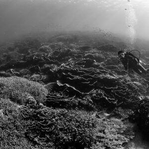 Black-and-white woman diver with bubble trail over reef plateau, Komodo, Indonesia