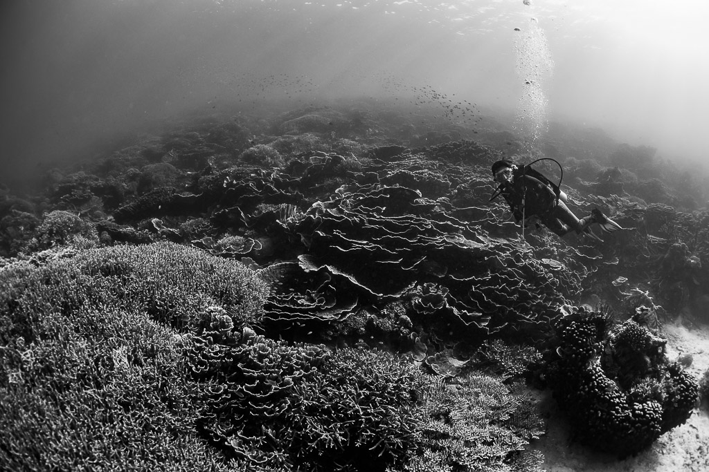 Plongeuse et sa traînée de bulles au-dessus d’un plateau récifal, noir et blanc, Komodo, Indonésie