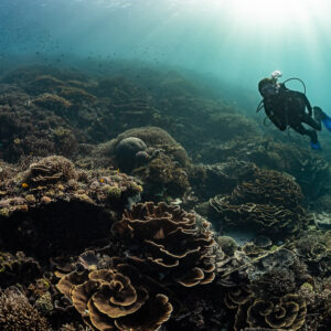 Woman diver hovering under sunbeams above leaf-coral reef, Komodo, Indonesia