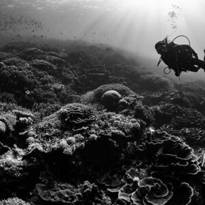 Black-and-white silhouette of woman diver with bubbles above reef and fish, Komodo, Indonesia