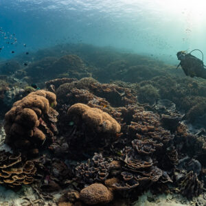 Woman diver near school of fish over brown coral boulders, Komodo, Indonesia