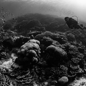 Black-and-white woman diver near fish school over coral boulders, Komodo, Indonesia