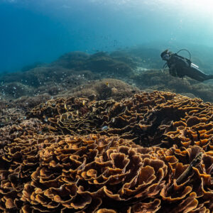 Woman diver gliding over golden lettuce coral dome in sun rays, Komodo, Indonesia