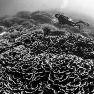 Black-and-white woman diver above frilly lettuce coral dome, Komodo, Indonesia