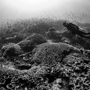 Black-and-white woman diver over hard coral reef with fish clouds, Komodo, Indonesia