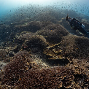 Woman diver swimming over vast hard coral reef under fish swarm, Komodo, Indonesia