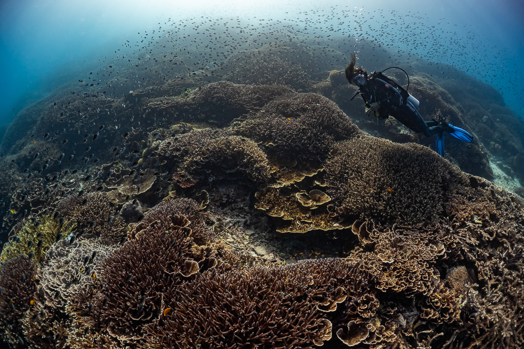 Plongeuse nageant au-dessus d’un vaste récif de coraux durs sous un essaim de poissons, Komodo, Indonésie