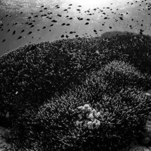 Black-and-white branching coral reef with swarm of damselfish above, Komodo, Indonesia