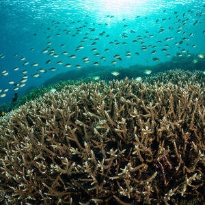 Branching staghorn coral thicket with chromis school against sunburst, Komodo, Indonesia