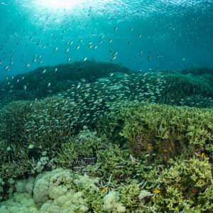 Green branching coral garden with school of chromis in blue water, Komodo, Indonesia