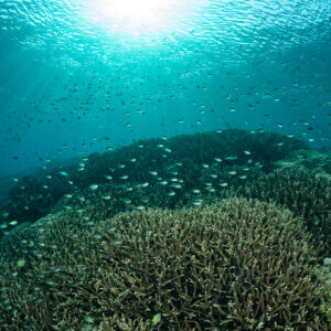 Vaste récif de coraux durs sous le soleil avec banc de poissons en eau turquoise, Komodo, Indonésie