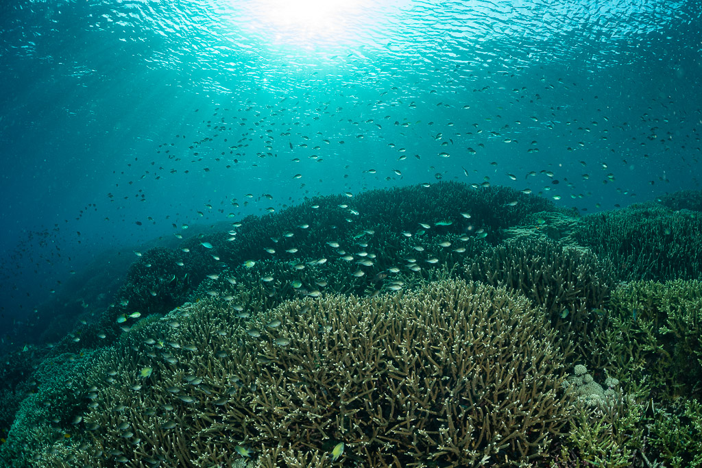 Vaste récif de coraux durs sous le soleil avec banc de poissons en eau turquoise, Komodo, Indonésie