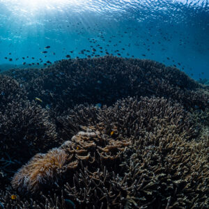 Hard coral dome with fish swarm and sun rays from the surface, Komodo, Indonesia