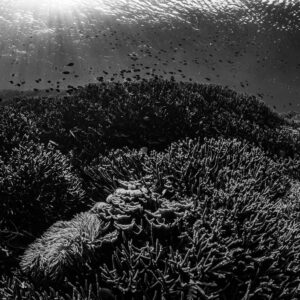 Black-and-white hard coral dome with fish swarm and sun rays, Komodo, Indonesia