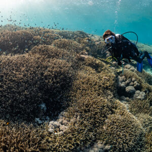 Woman diver inspecting a vast hard coral reef up close, Komodo, Indonesia