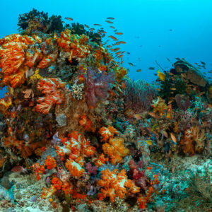 Bright orange soft coral pinnacle with reef fish in blue water, Komodo, Indonesia