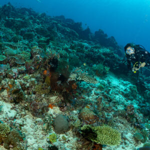 Woman diver swimming along sloping coral reef toward camera, Komodo, Indonesia