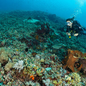 Woman diver with dive light over rubble reef and orange sponge, Komodo, Indonesia