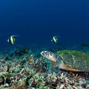 Tortue imbriquée posée sur le récif avec trois zancles au-dessus, Komodo, Indonésie
