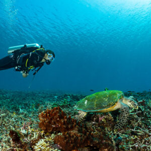 Plongeuse nageant au-dessus d’une tortue imbriquée sur des débris coralliens, Komodo, Indonésie