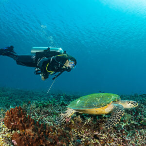 Plongeuse regardant une tortue imbriquée nageant au-dessus du récif, Komodo, Indonésie