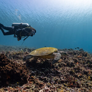 Plongeuse derrière une tortue imbriquée sur un récif sombre en lumière douce, Komodo, Indonésie
