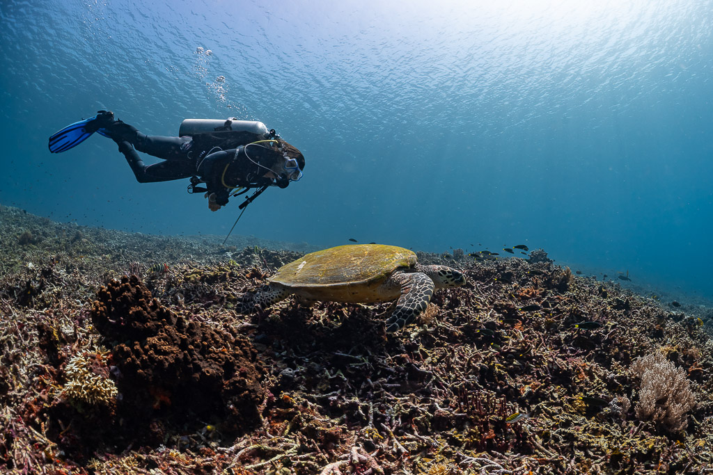Plongeuse derrière une tortue imbriquée sur un récif sombre en lumière douce, Komodo, Indonésie