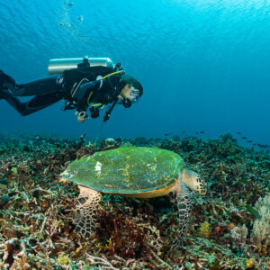 Plongeuse passant au-dessus d’une tortue imbriquée à carapace verte d’algues, Komodo, Indonésie