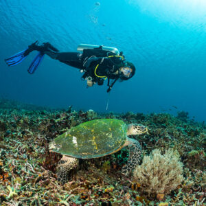 Cadrage vertical d’une plongeuse au-dessus d’une tortue imbriquée et d’un corail mou, Komodo, Indonésie