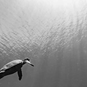 Black-and-white hawksbill turtle swimming in open water below surface, Komodo, Indonesia