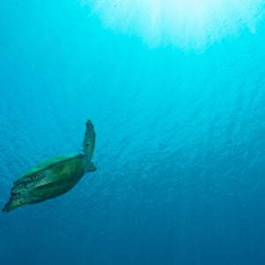 Hawksbill turtle ascending toward sunlit surface in blue water, Komodo, Indonesia