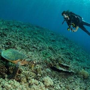 Plongeuse suivant une tortue imbriquée le long d’une pente corallienne, Komodo, Indonésie
