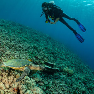 Plongeuse et tortue imbriquée nageant côte à côte au-dessus du récif, Komodo, Indonésie