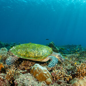 Tortue imbriquée à carapace verte glissant au ras du récif corallien, Komodo, Indonésie