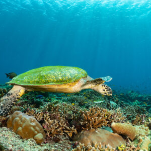 Tortue imbriquée nageant au-dessus des coraux, nageoires écartées, Komodo, Indonésie