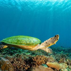 Tortue imbriquée levant la nageoire avant au-dessus du récif sous les rayons, Komodo, Indonésie