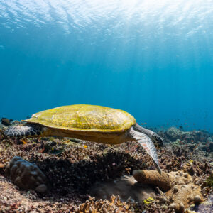 Hawksbill turtle in profile swimming over reef under bright surface, Komodo, Indonesia