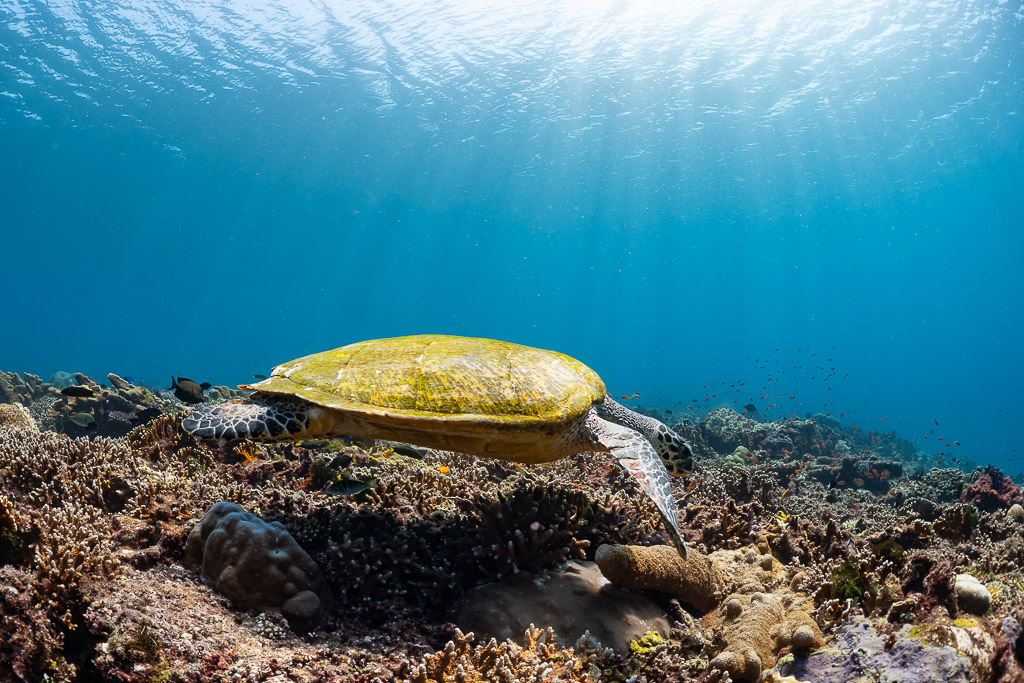 Tortue imbriquée de profil nageant au-dessus du récif sous une surface lumineuse, Komodo, Indonésie