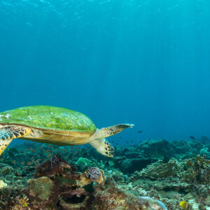 Tortue imbriquée nageant vers l’objectif au-dessus du récif en eau bleue, Komodo, Indonésie