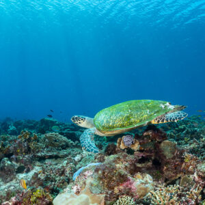 Tortue imbriquée s’éloignant au-dessus d’un récif coloré sous les rayons, Komodo, Indonésie