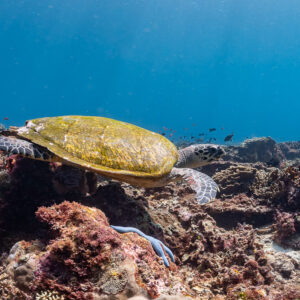 Tortue imbriquée à carapace dorée posée sur un éperon du récif, Komodo, Indonésie
