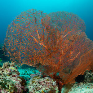 Large red sea fan on reef with small fish in blue water, Komodo, Indonesia
