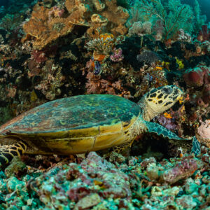 Tortue imbriquée au repos parmi des éponges et coraux colorés, Komodo, Indonésie