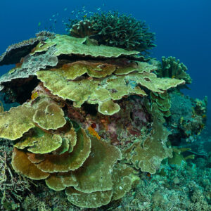 Tiered plate coral colony on reef in blue water, Komodo, Indonesia
