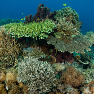 Coral bommie with table and branching corals in blue water, Komodo, Indonesia