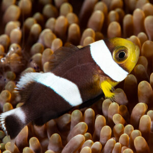 Saddleback anemonefish swimming over golden anemone tentacles, Komodo, Indonesia