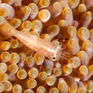 Translucent anemone shrimp resting on bulbous anemone tentacles, Komodo, Indonesia
