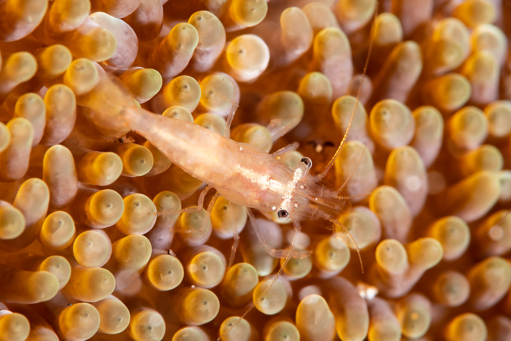 Crevette d’anémone translucide posée sur les tentacules bulbeux d’une anémone, Komodo, Indonésie